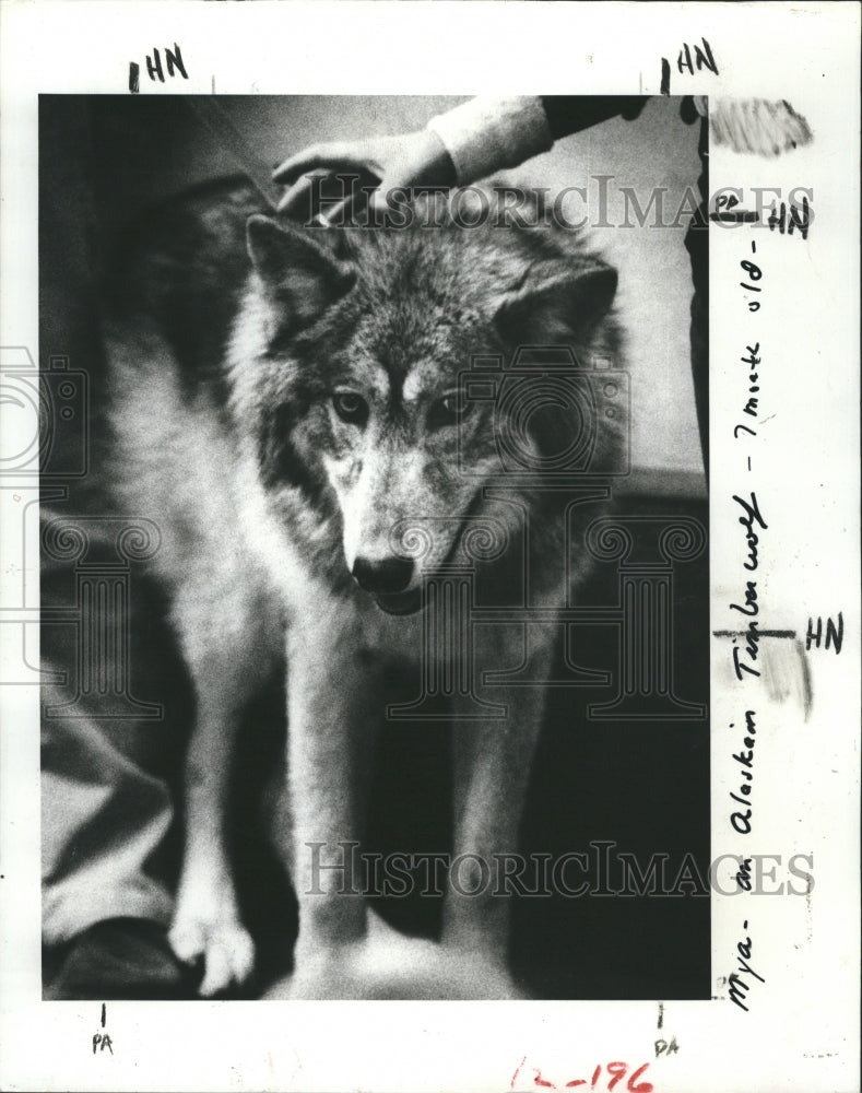 1980 Myna an Alaskan Timber Wolf.  - Historic Images
