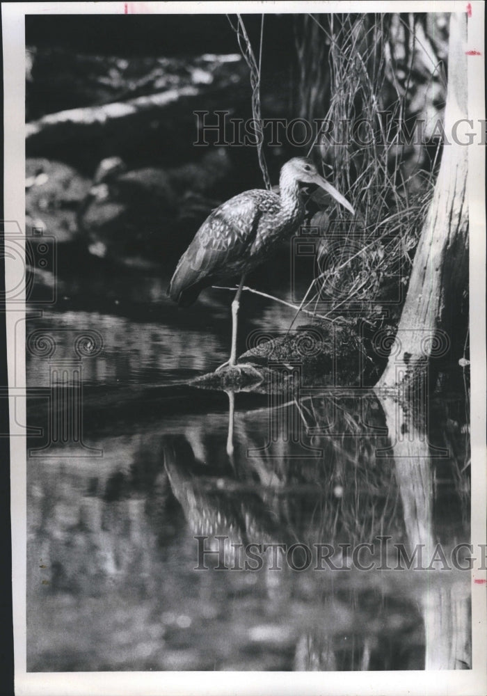 1971 Press Photo Water birds flock to Chassahowitzka Wildlife Refuge - Historic Images