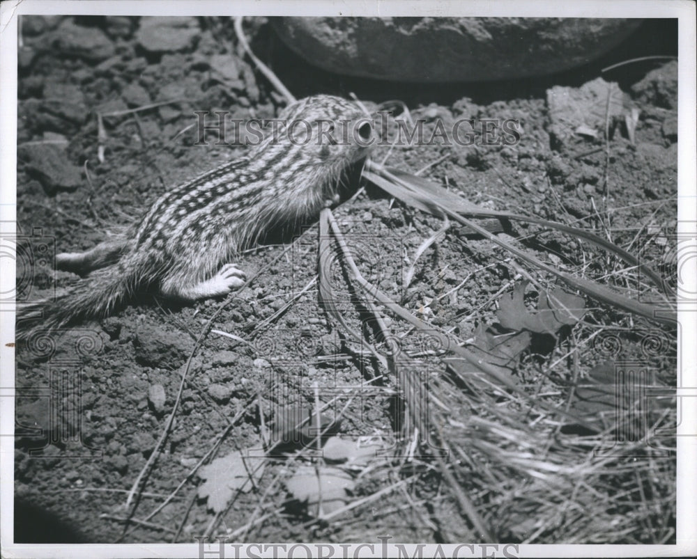 1947 Ground squirrel in Amarillo - Historic Images