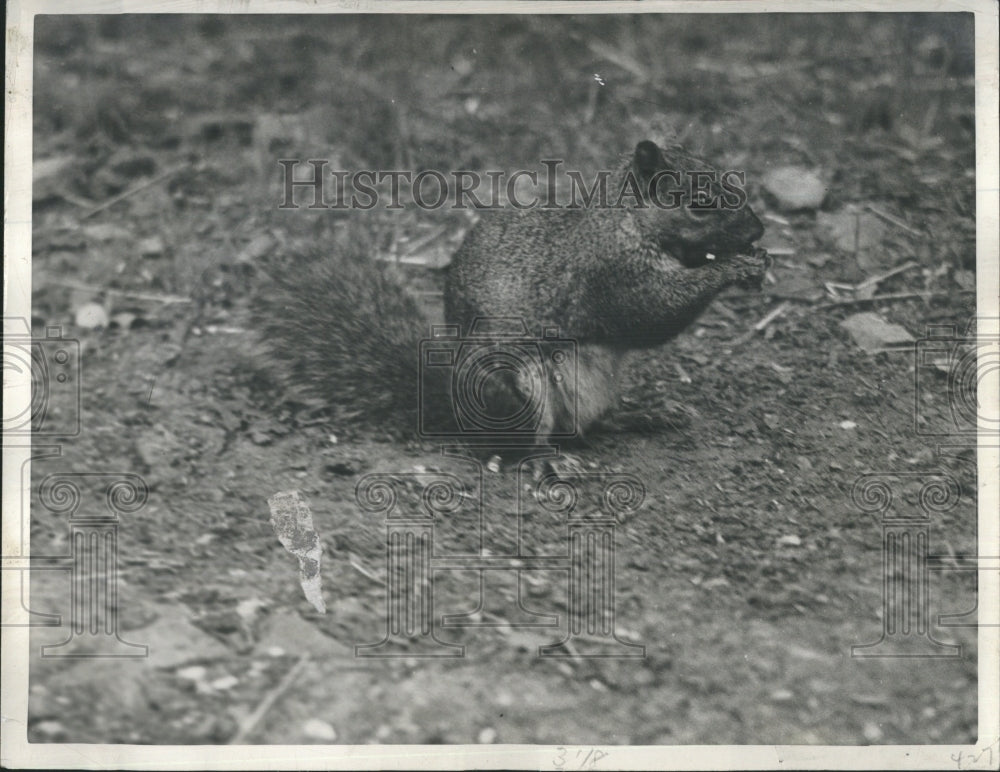 1938 Belle Isle Zoo, squirrel  - Historic Images