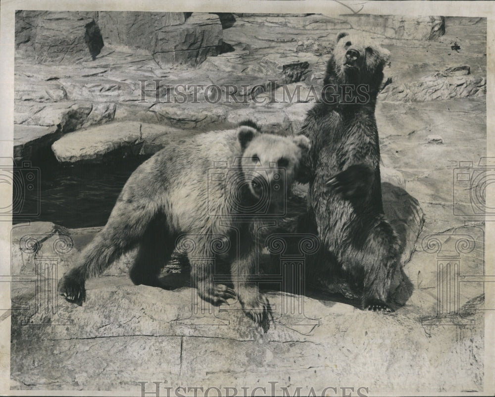 1947 Mr. and Mrs. Kodiak Bear at Brookfield Zoo - Historic Images