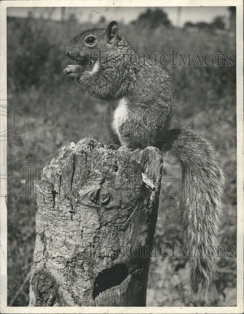 1962 Squirrel  - Historic Images