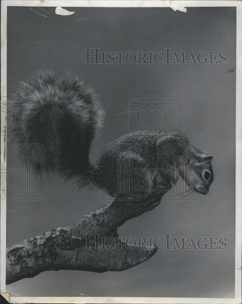 1960 Squirrel on a branch - Historic Images