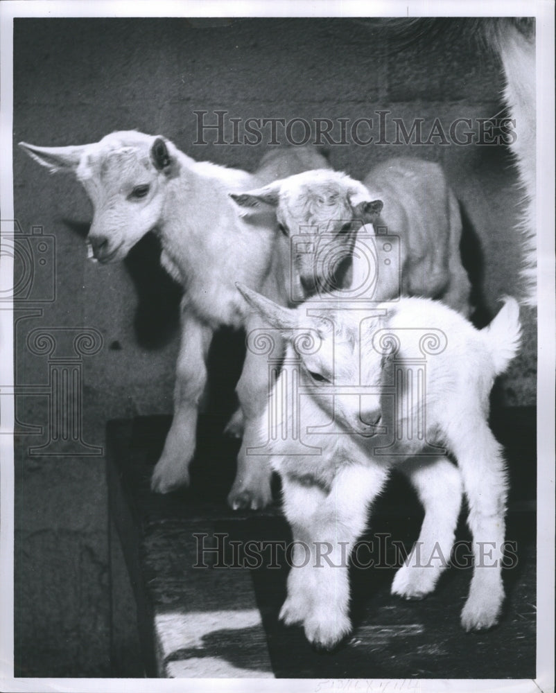 1961 Triplet goat kids - Historic Images