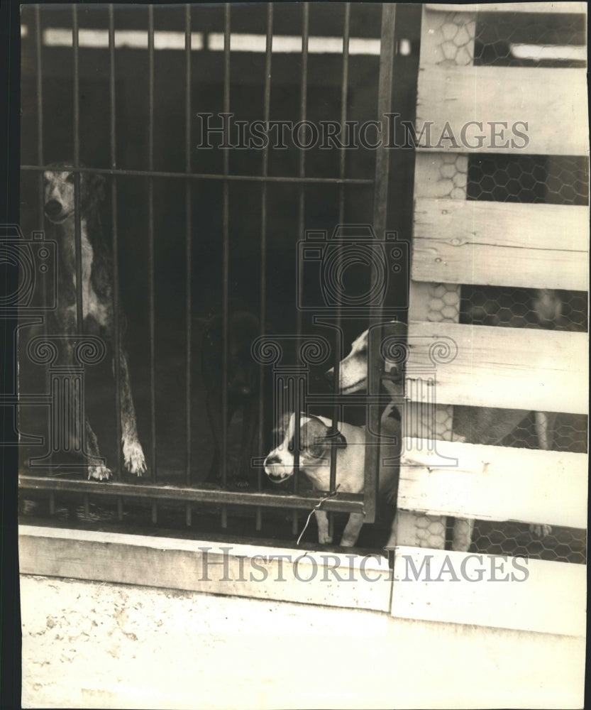 Press Photo Dogs in Cage - Historic Images