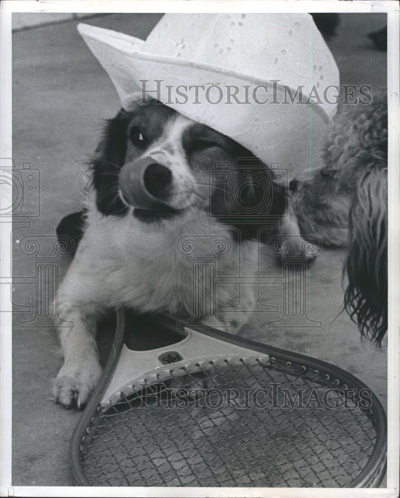 1978 dogs  - Historic Images