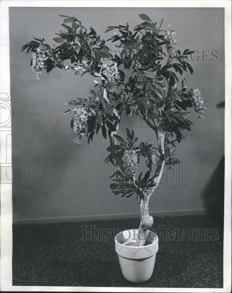 1966 Bennie Collier Plant Arrangement - Historic Images