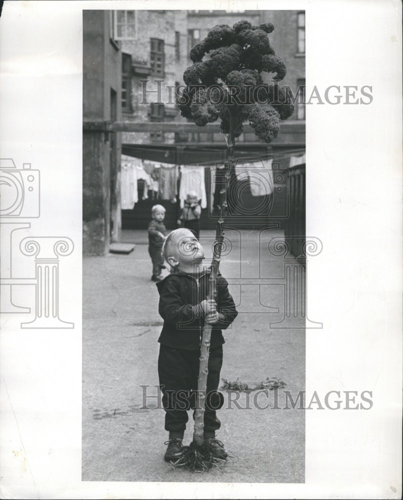 1960 Danish boy looks at 6 ft Kale plant in Copenhagen  - Historic Images