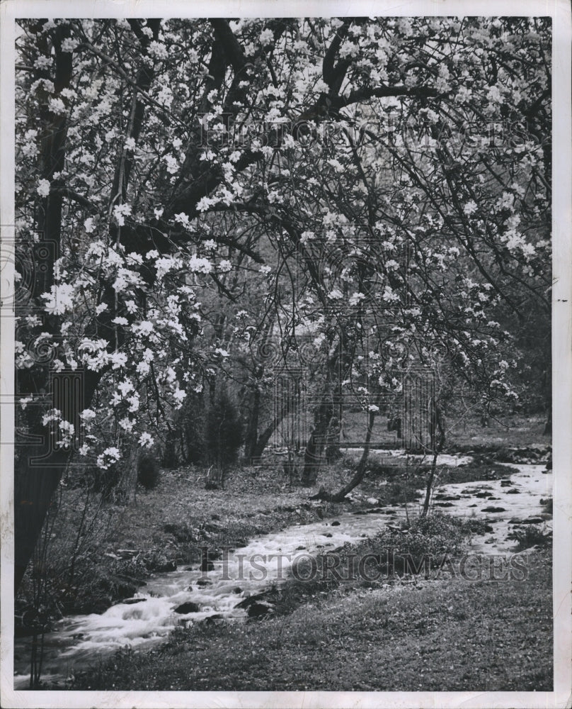 1954 Spring Flowers Trees - Historic Images