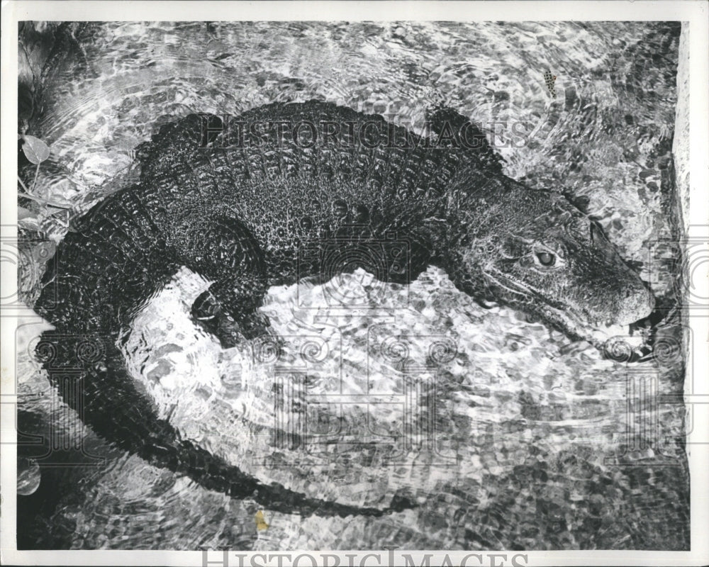 1971 Charlie the African Dwarf Crocodile of Lincoln Park Zoo - Historic Images