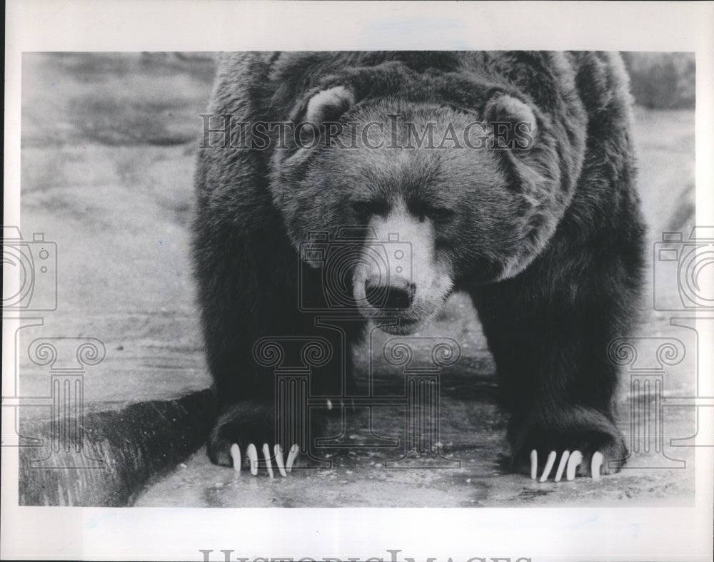 1990 Kodiak Bear at Brookfield Zoo  - Historic Images