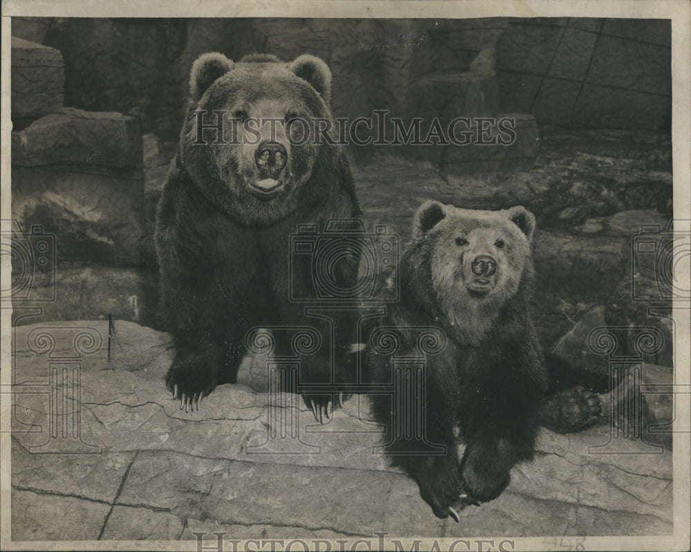 1946 Kodiak Bears at Brookfield Zoo - Historic Images