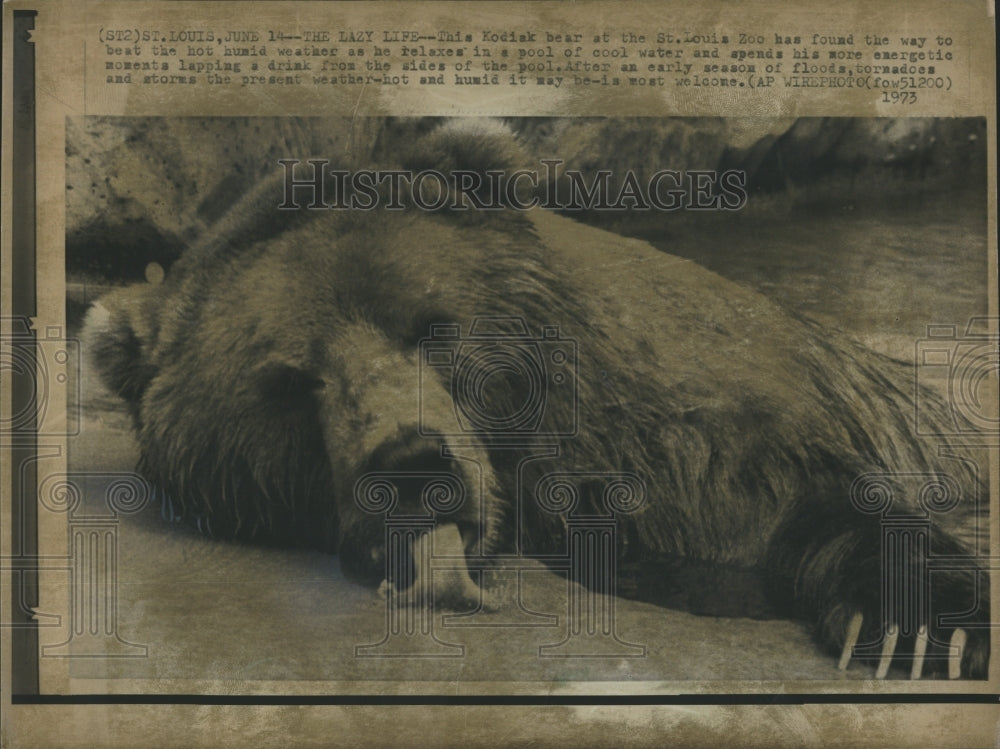 1973 Kodiak 
Bear at St. Louis Zoo. - Historic Images