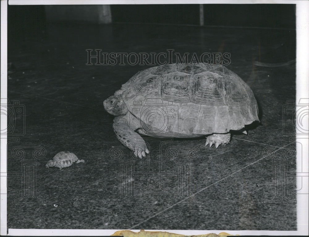 1965 baby Torreon Tortoise, first to be born in a zoo  - Historic Images