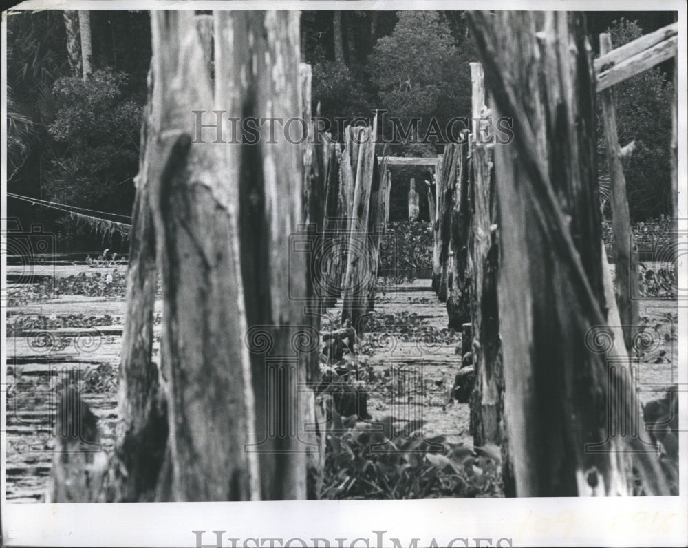 1975 Press Photo Once Active Pilings Now Snag Hyacinths for Fish - Historic Images