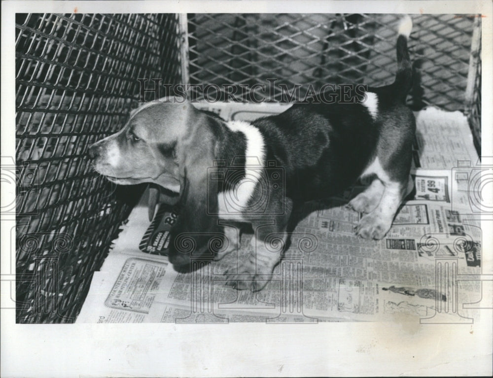 1976 Puppy inside the cage.  - Historic Images