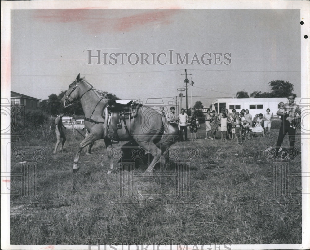 1967 Horse Cooper panics, running off without rider. - Historic Images