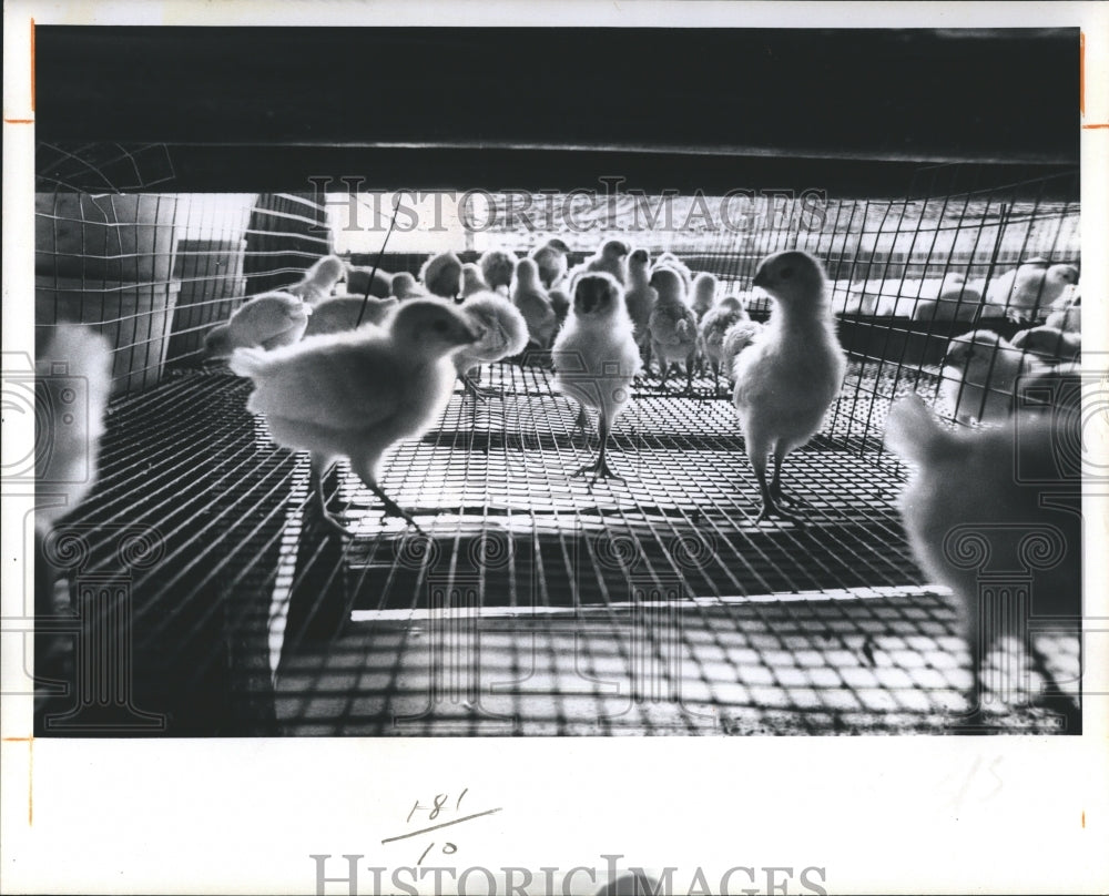 1972 Baby Chicks  - Historic Images