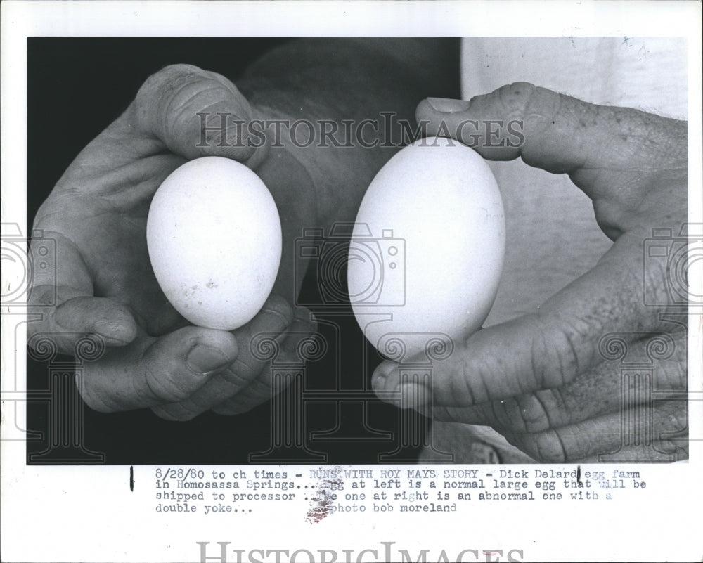 1980 two size of egg. - Historic Images