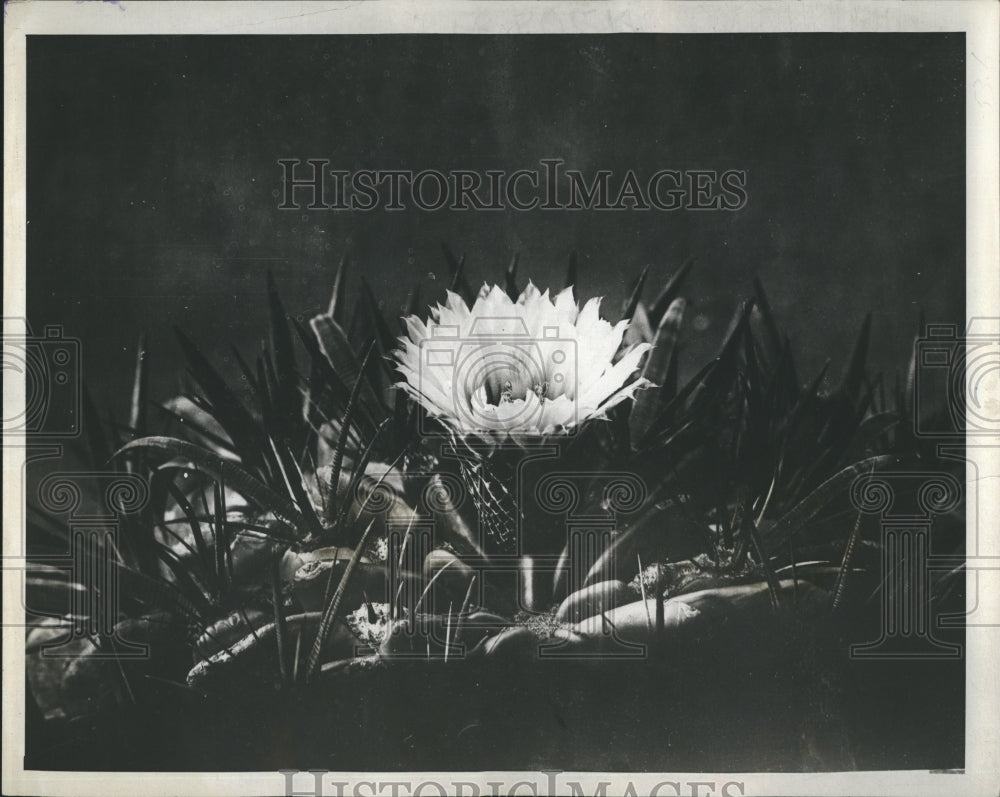 1981 Cacti Flowers of Mexico  - Historic Images