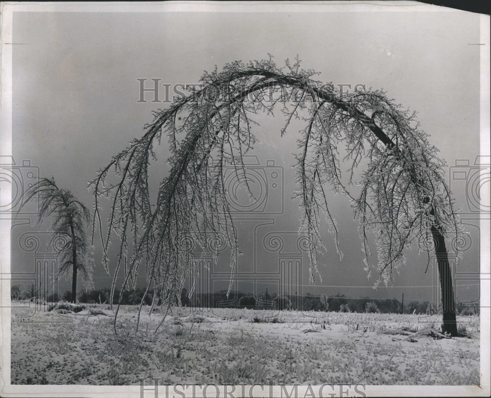 1948 Leaning Elm Tree  - Historic Images