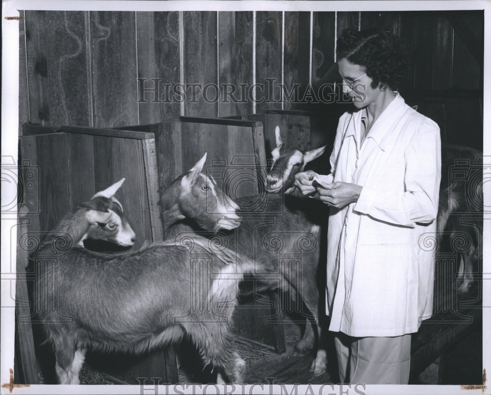 1946 feeding the goats. - Historic Images