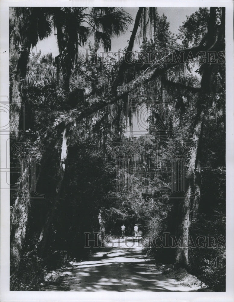 Press Photo Homosassa Forest Florida - Historic Images