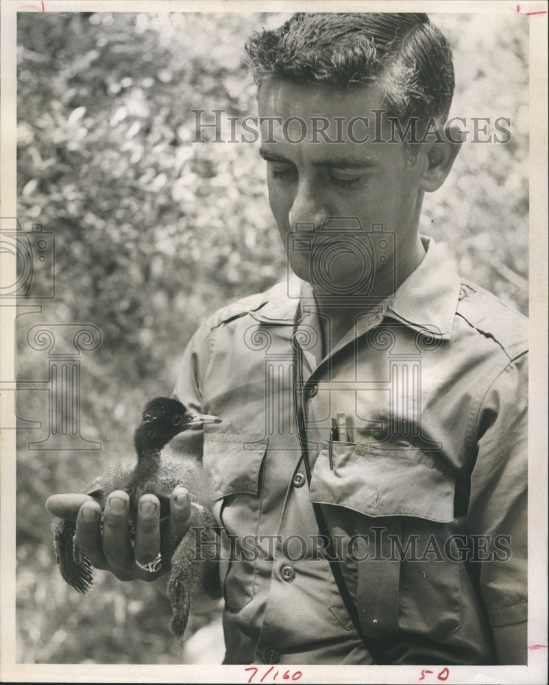 1967 Cedar Key Refuge Manager Larry Calvert White Ibis - Historic Images