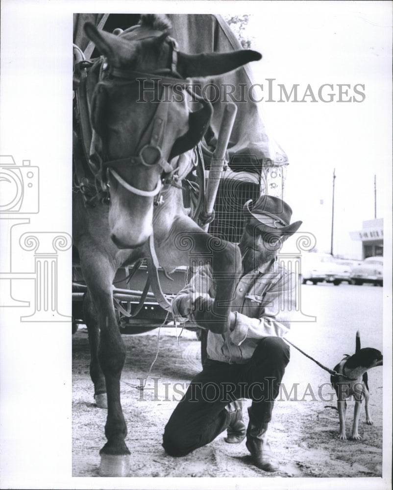 1966 Mule and Wagon Owner Gill Gordon - Historic Images