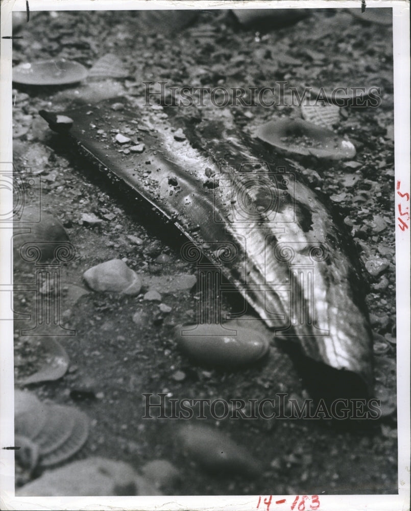 1979 Shells of the gulf beaches  - Historic Images