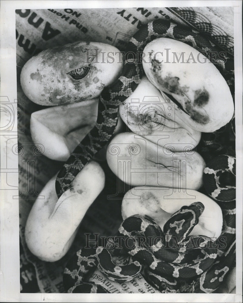 1979 Coconut's offspring shown hatching (Snake) - Historic Images