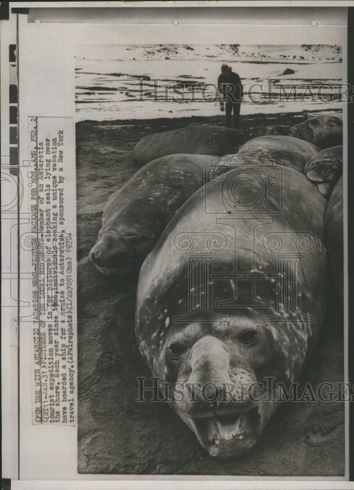 1970 Elephant Seals In Antarctica - Historic Images