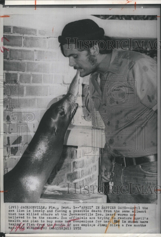 1972 Sea Lion taking a fish from mouth of zoo employee Jimmy Salva. - Historic Images