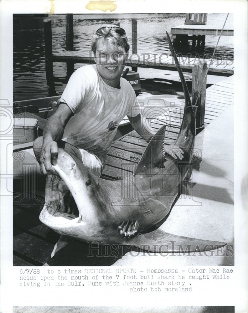 1988 Gator Mac Rae 7 Foot Bull Shark  - Historic Images