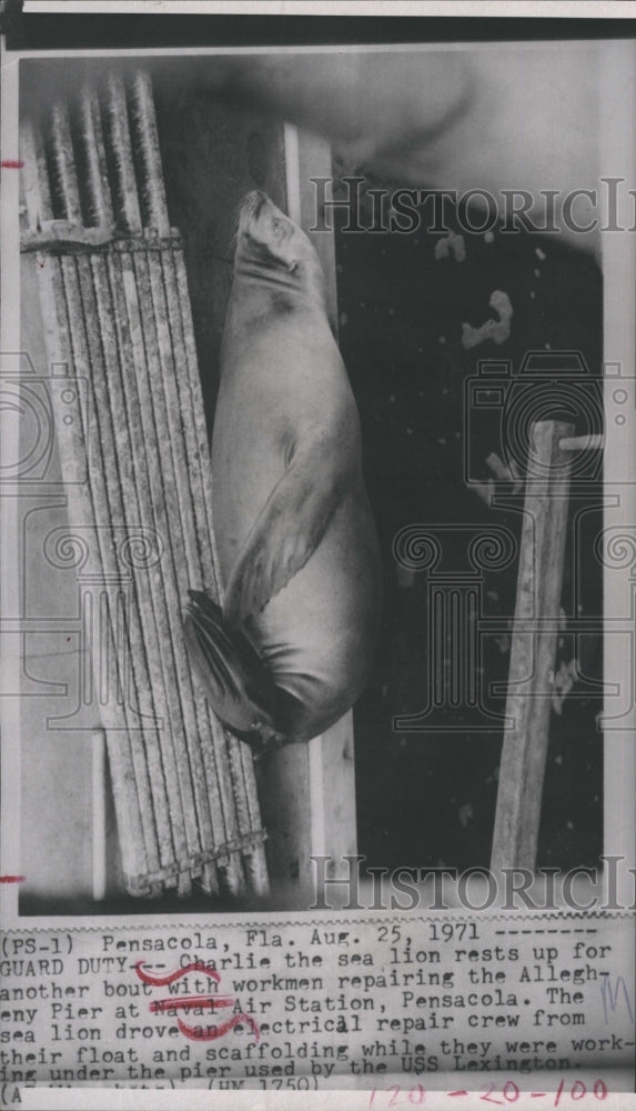 1971 Charlie the Sea Lion resting up from a long day.  - Historic Images