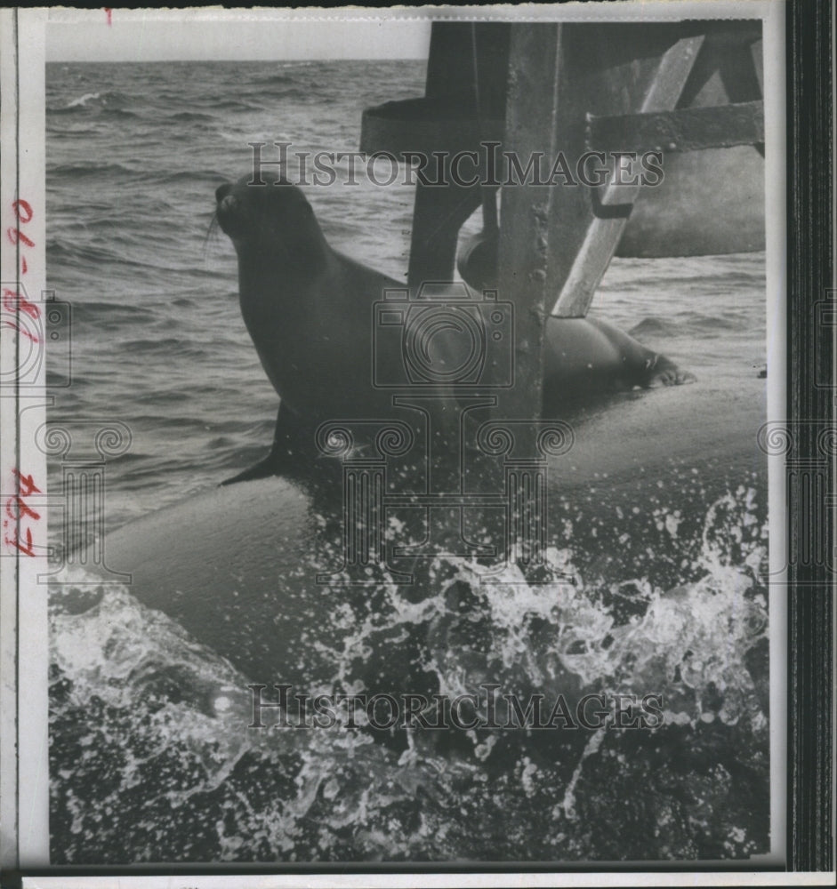 1966 A seal makes a home on a buoy in the Gulf of Mexico. - Historic Images