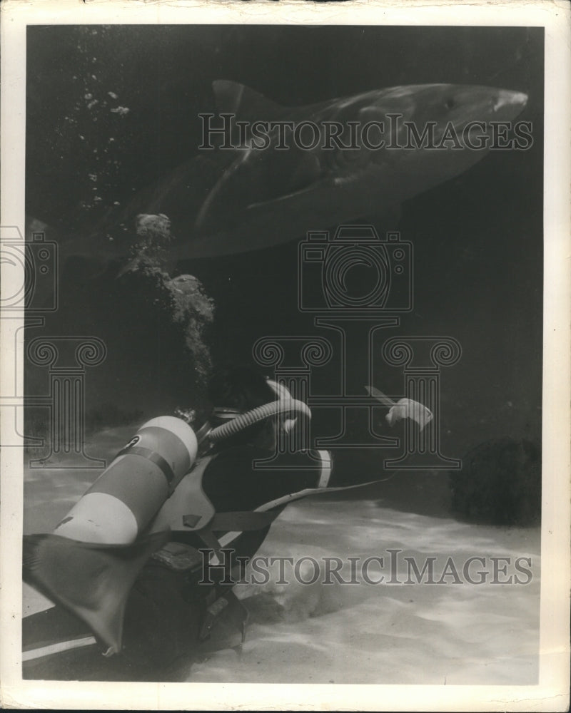 1972 Tiger shark and drivers with a knife. - Historic Images