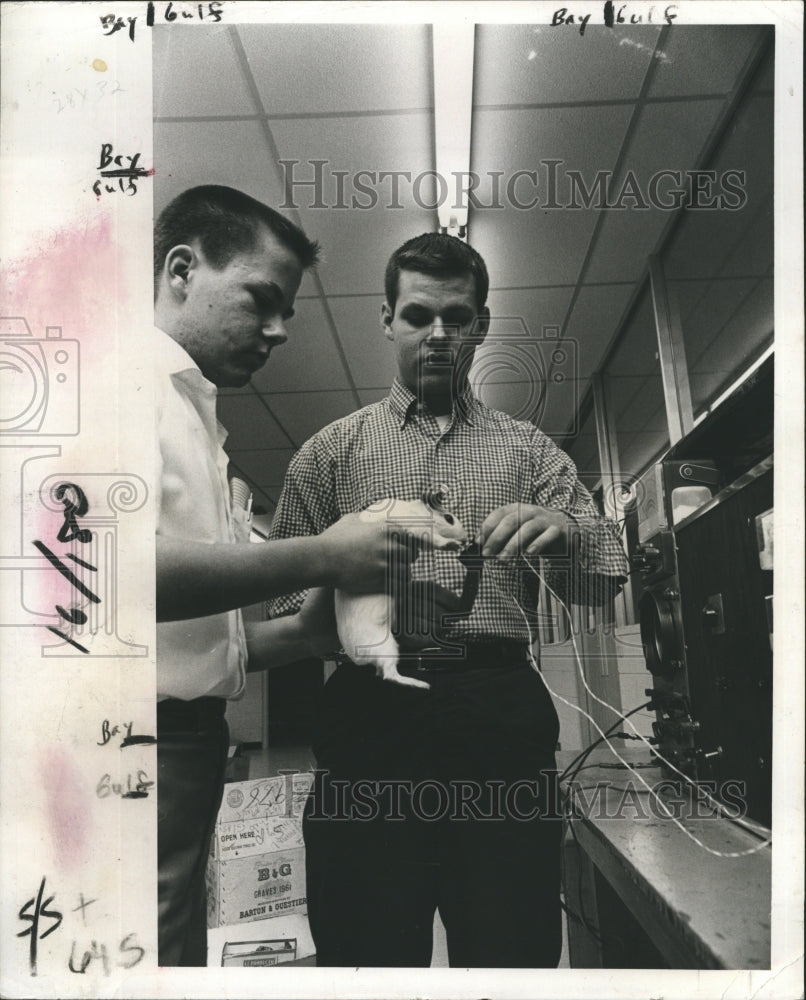 1981 Student studying electrical currents to Guinea Pigs. - Historic Images