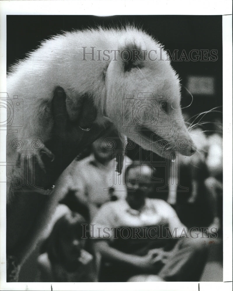 1990 Press Photo Albino opossum - Historic Images