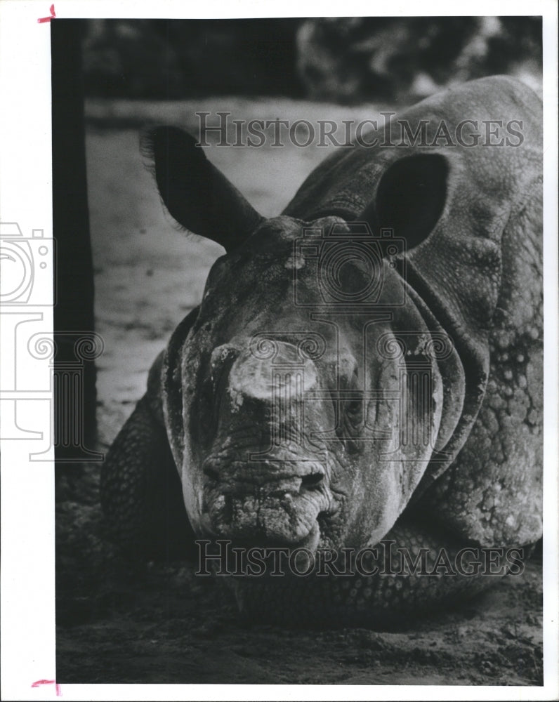 1988 Indian Rhinoceros, New Resident at Lowry Park Zoo - Historic Images