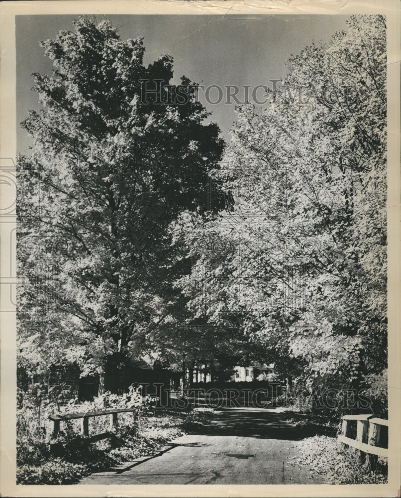 1964 New England Leaves Autumn Colorful  - Historic Images