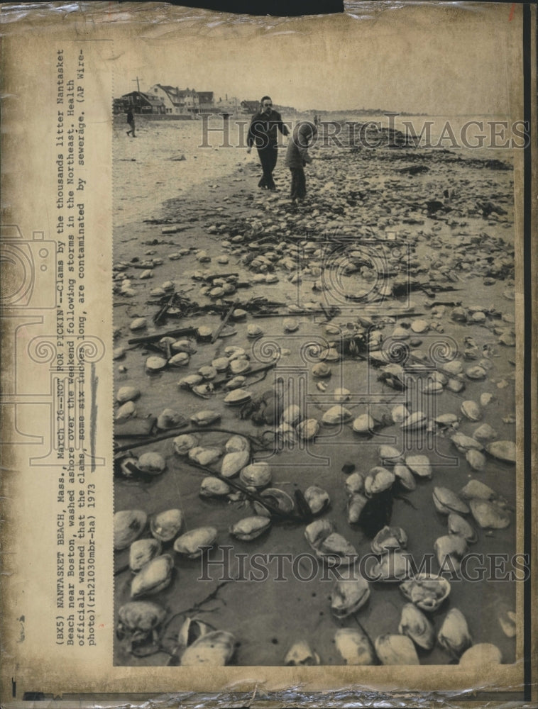 1973 Beached clams washed ashore by a storm. - Historic Images