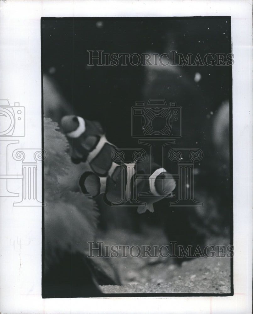 1974 The clownfish distinctive markings of brown, gold & white. - Historic Images