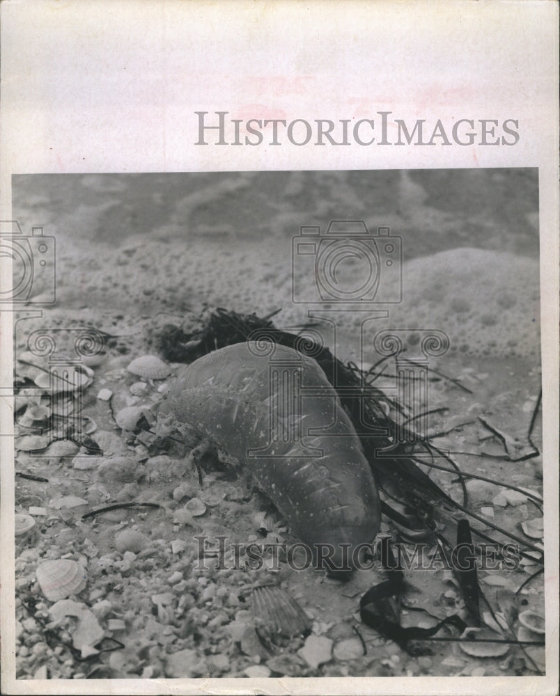 1987 Portuguese Man O' War washed ashore along the Pinellas Bayway - Historic Images