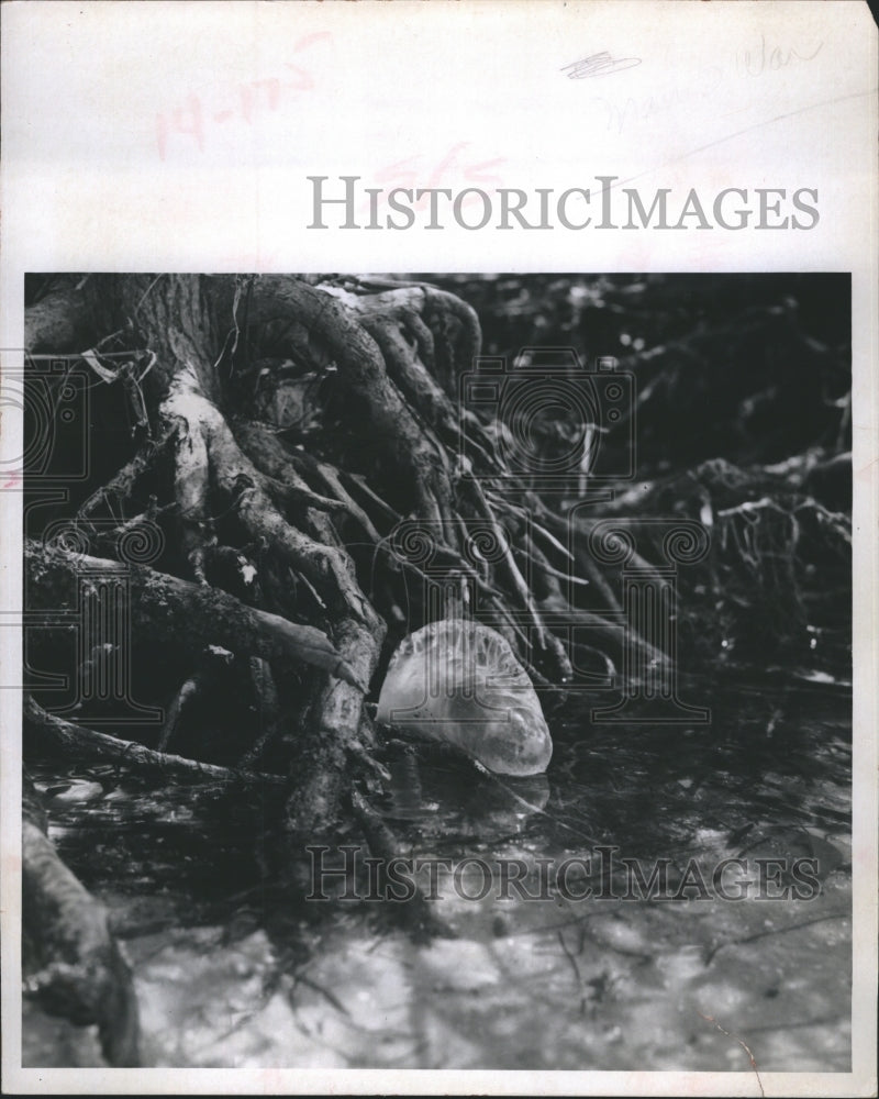 1967 The Portuguese man-o-war, a poisonous jellyfish - Historic Images