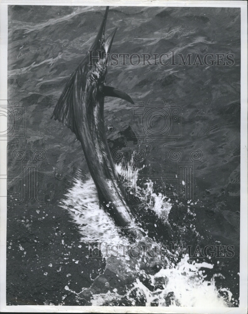 1966 Florida's Atlantic Coast experiencing an abundance of sailfish - Historic Images