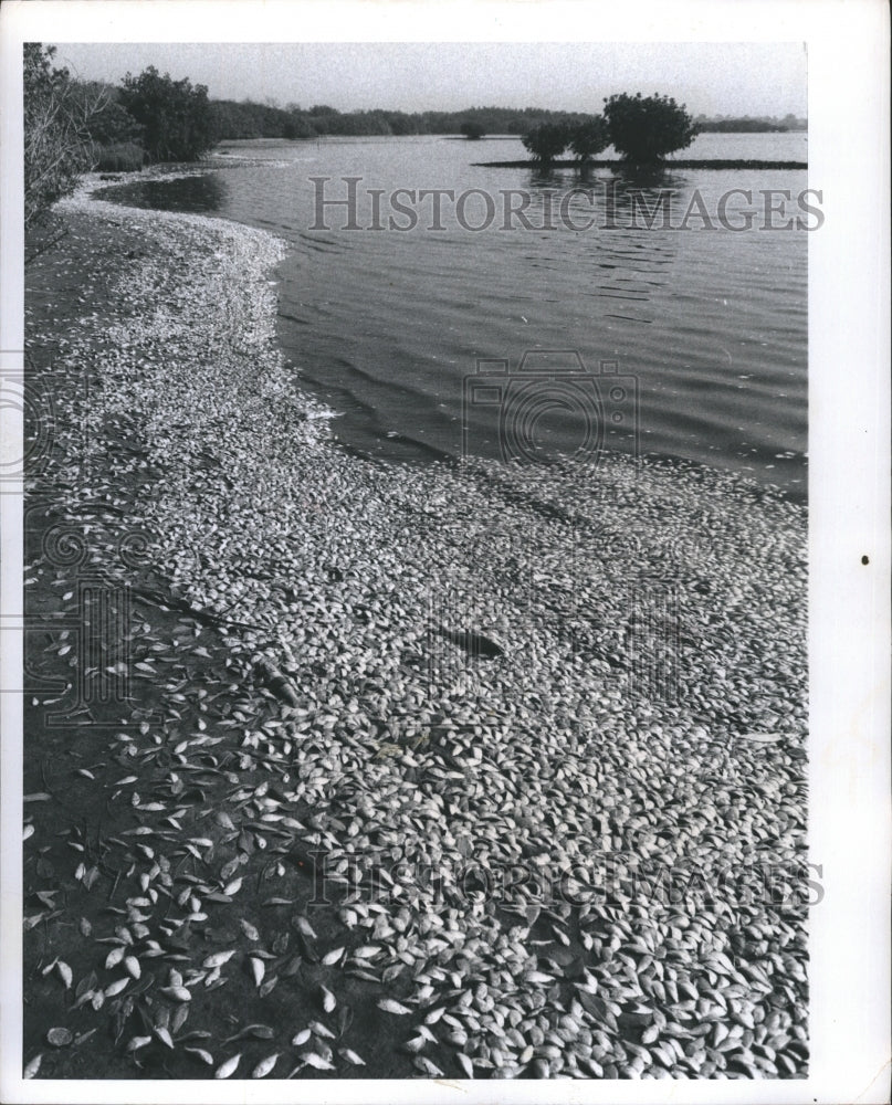 1973 Dead fish St. Petersburg, Florida. - Historic Images