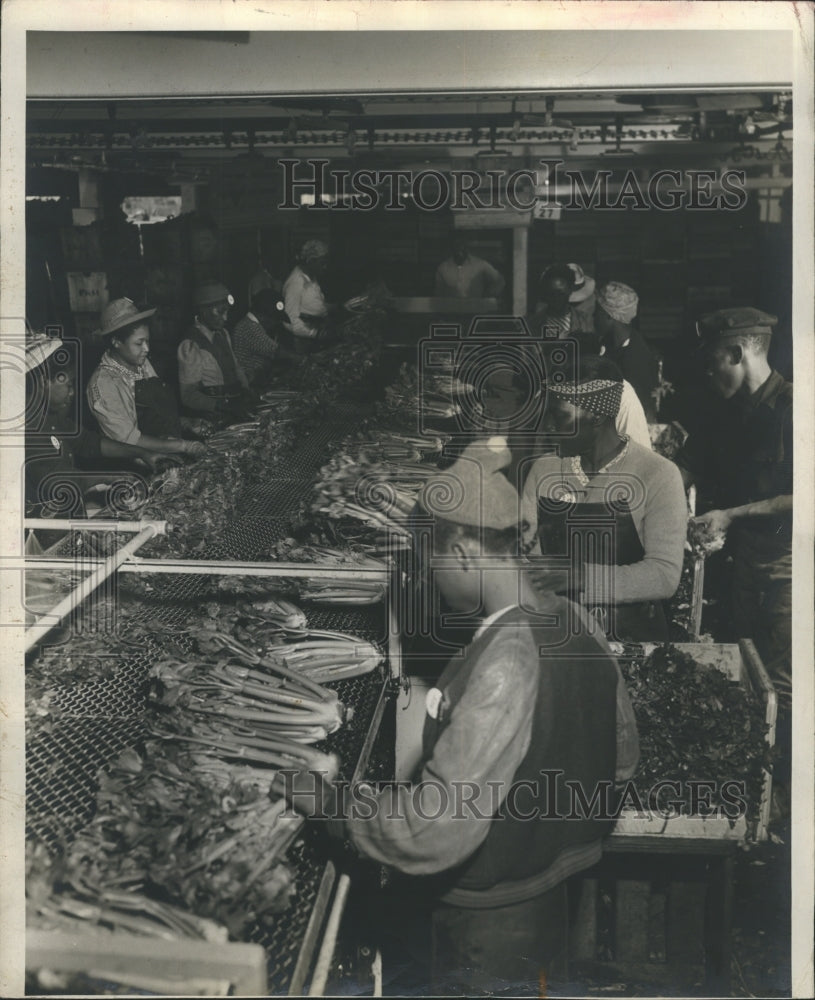 1957 Celery being processed.  - Historic Images