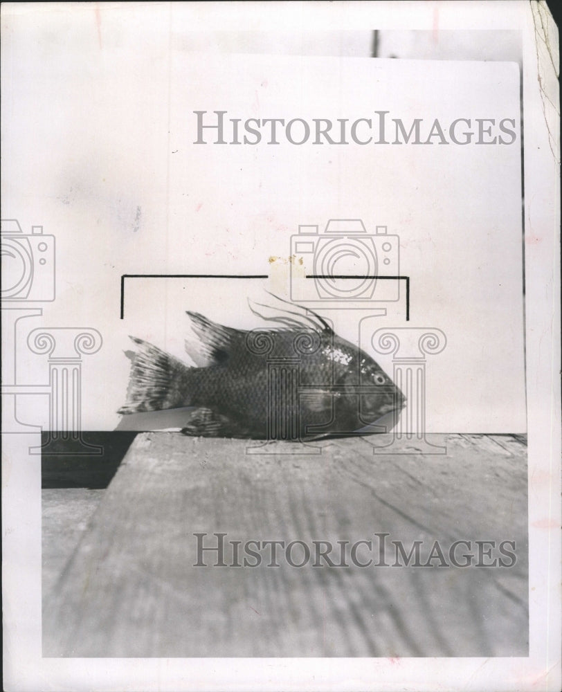 1957 Craig Phillips, curator of the Seaquarium in Miami, identified - Historic Images