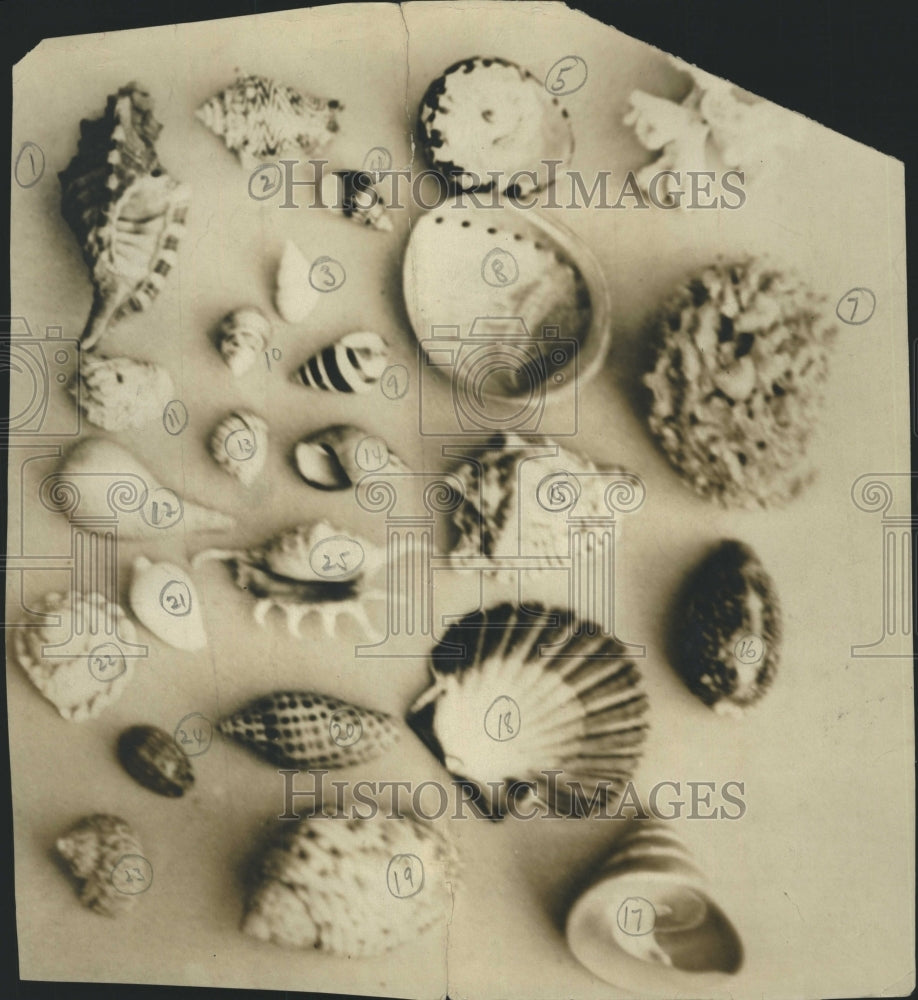 Press Photo Assortment of Unique Seashells (Sea Shells) 2 - Historic Images